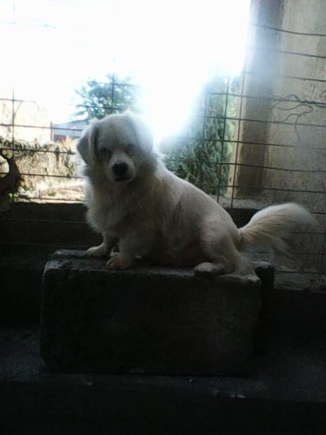 Photo0132 - Album foto-PAPI -catelul minune pentru mine