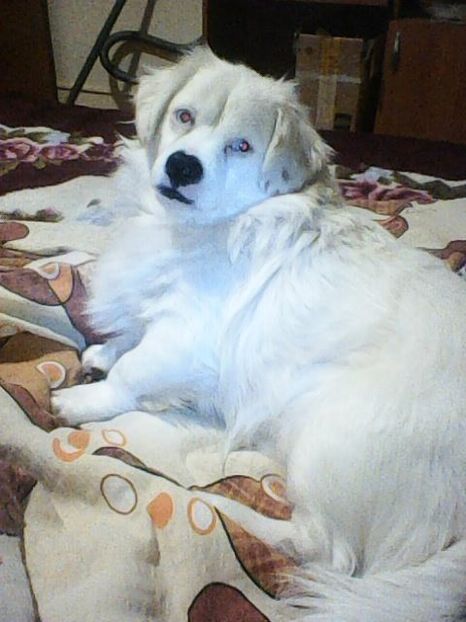 Photo0140 - Album foto-PAPI -catelul minune pentru mine