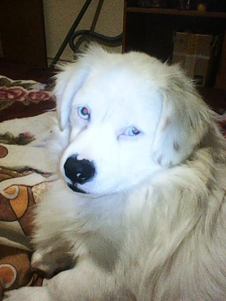 Photo0141 - Album foto-PAPI -catelul minune pentru mine