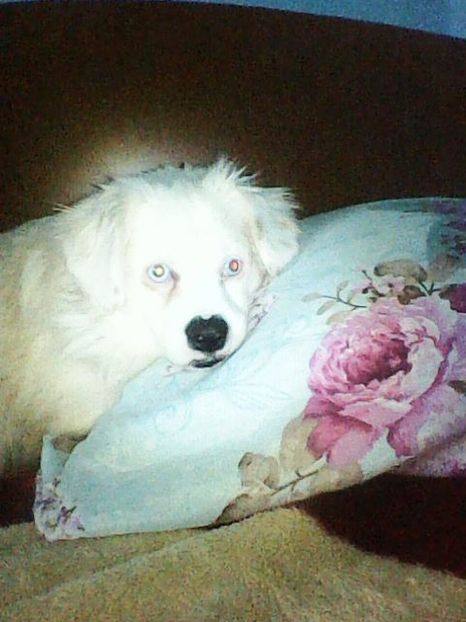 Photo0155 - Album foto-PAPI -catelul minune pentru mine