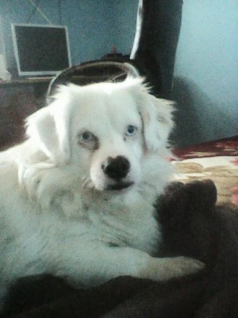 Photo0156 - Album foto-PAPI -catelul minune pentru mine