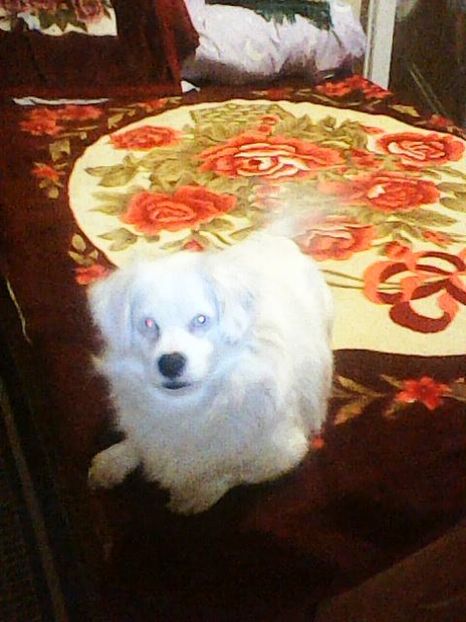 Photo0177 - Album foto-PAPI -catelul minune pentru mine