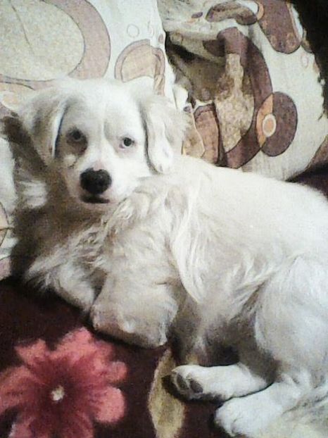 Photo0178 - Album foto-PAPI -catelul minune pentru mine