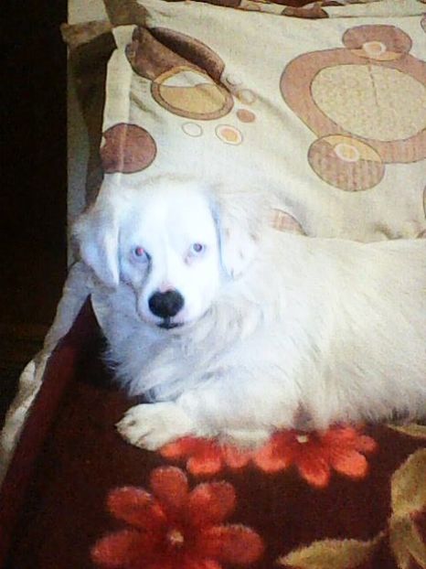 Photo0180 - Album foto-PAPI -catelul minune pentru mine