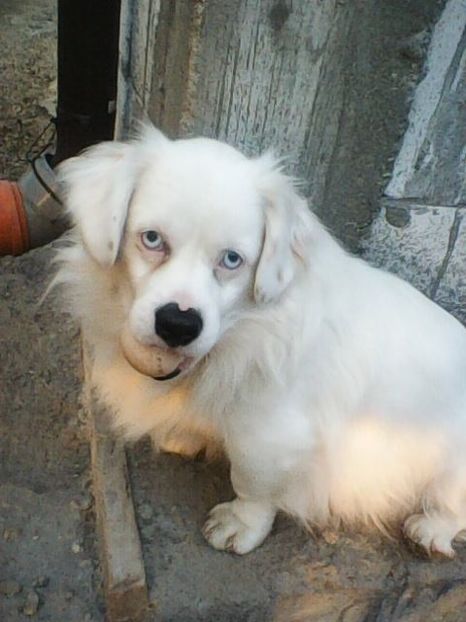 Photo0190 - Album foto-PAPI -catelul minune pentru mine