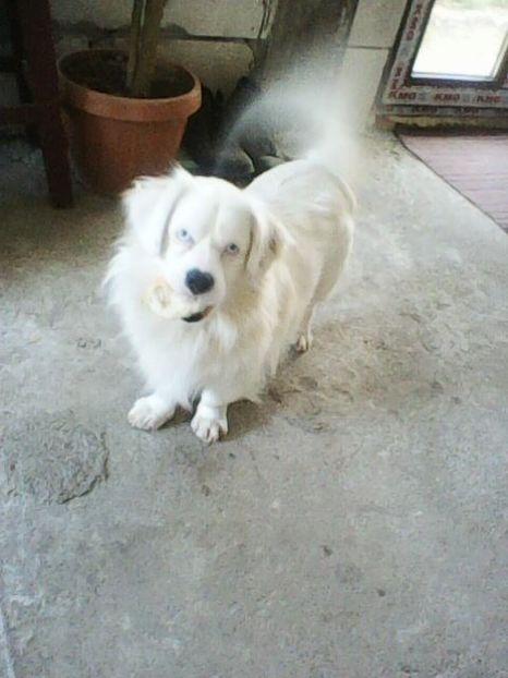 Photo0191 - Album foto-PAPI -catelul minune pentru mine