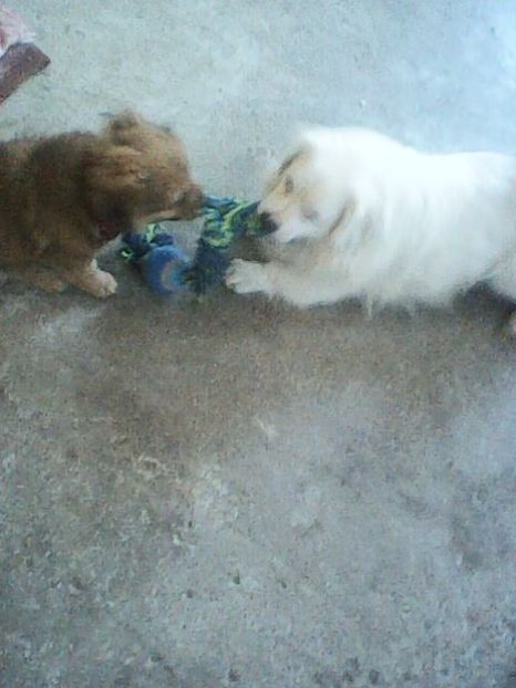 Photo0212 - Album foto-PAPI -catelul minune pentru mine