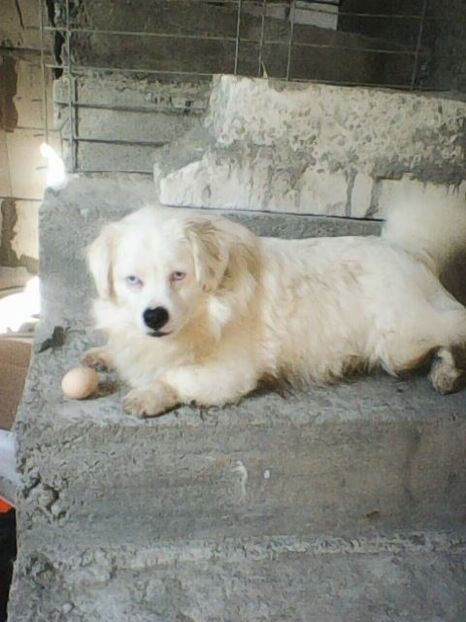 Photo0215 - Album foto-PAPI -catelul minune pentru mine