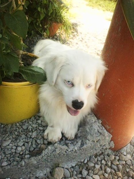 Photo0219 - Album foto-PAPI -catelul minune pentru mine