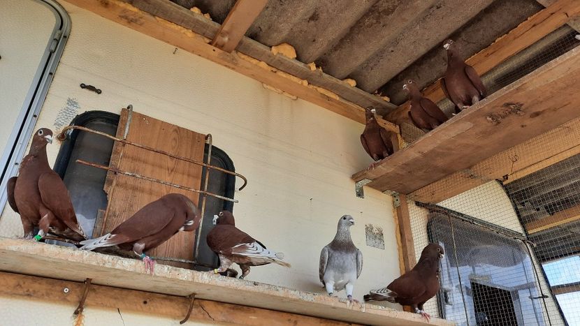  - Porumbei rosu de bucuresti