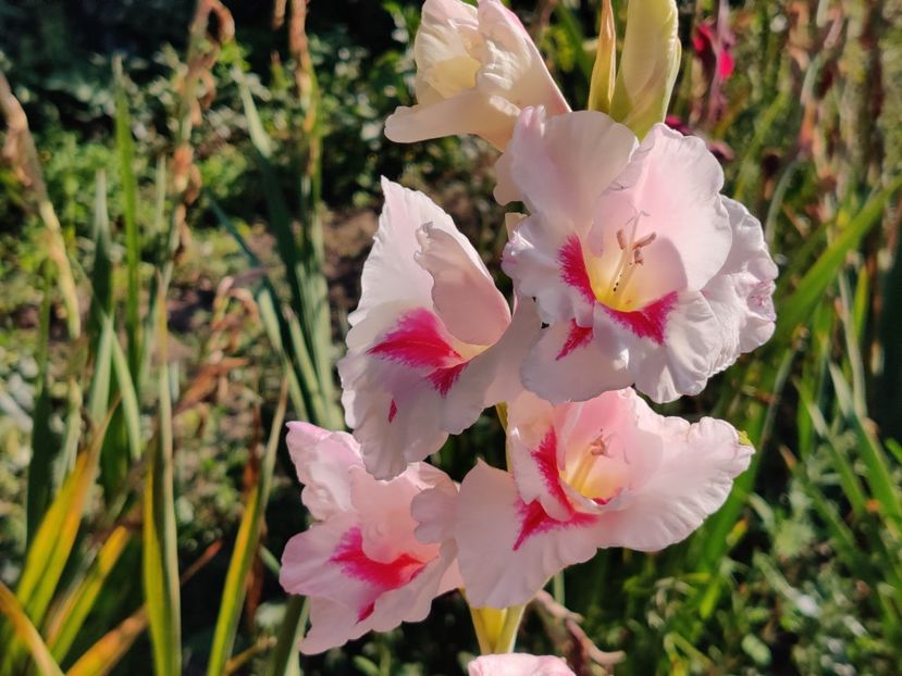  - Gladiole