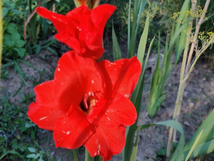  - Gladiole