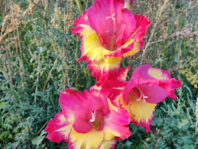  - Gladiole