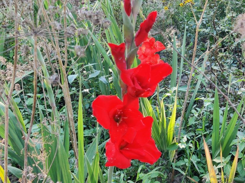  - Gladiole