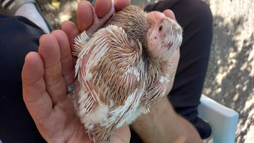 AGH - Tineret AGH 2021