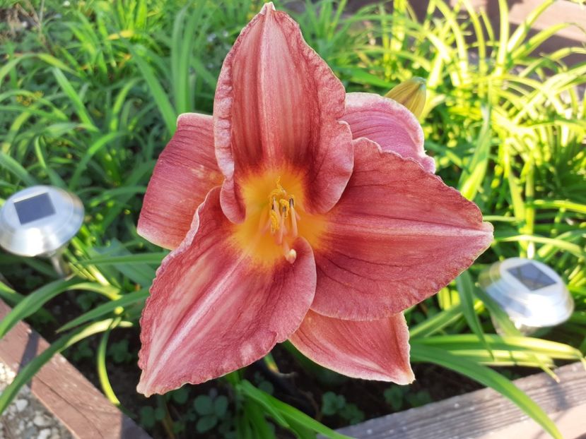 Strawberry + Savory - Hemerocallis - hibrizii mei