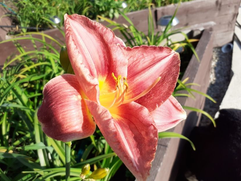 Strawberry + Savory - Hemerocallis - hibrizii mei