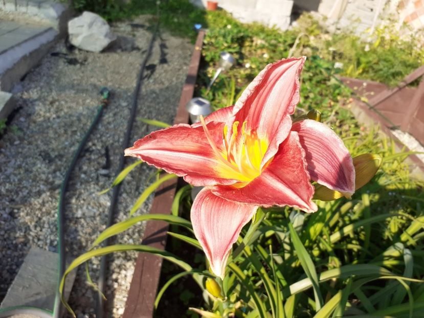 Strawberry + Savory - Hemerocallis - hibrizii mei