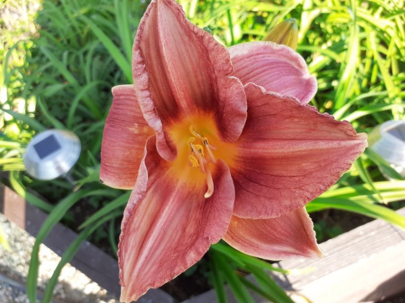 Strawberry + Savory - Hemerocallis - hibrizii mei