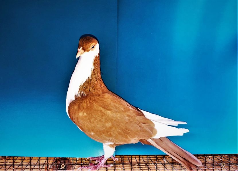 12362  mascul  2021_1 - tineret 2021