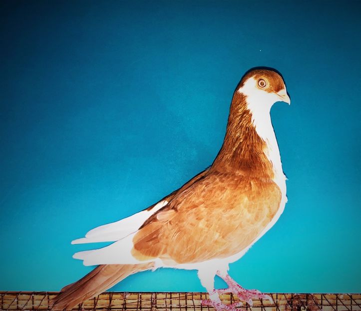 12362  mascul  2021_2 - tineret 2021