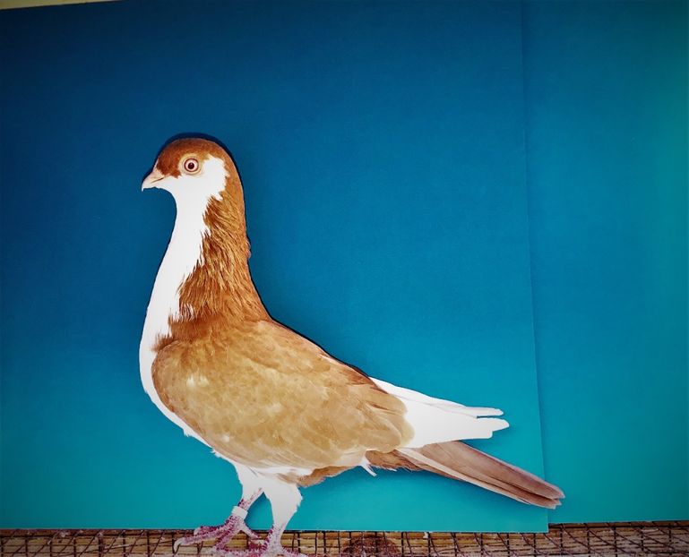 12362  mascul  2021_3 - tineret 2021