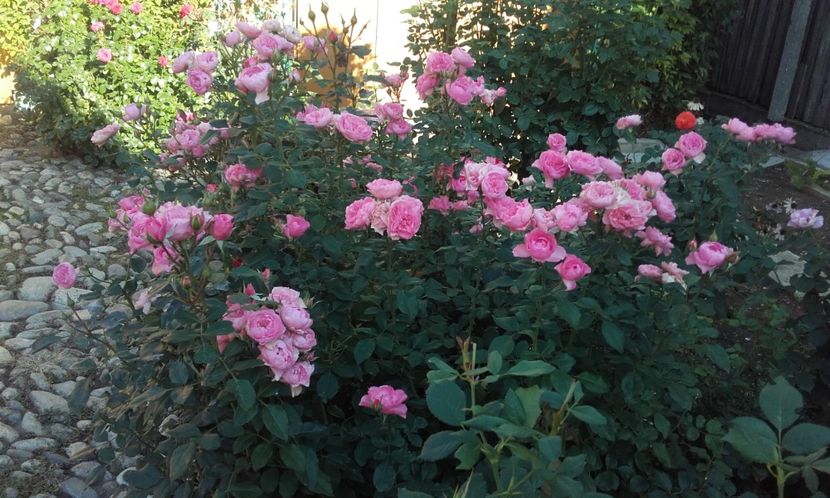 04 09 2021 - I am grateful