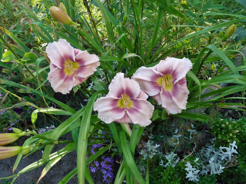  - Hemerocallis