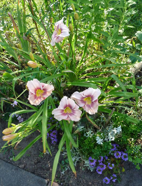  - Hemerocallis