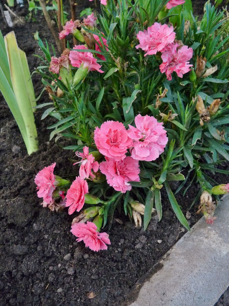  - 2021 - 03 - Toamna