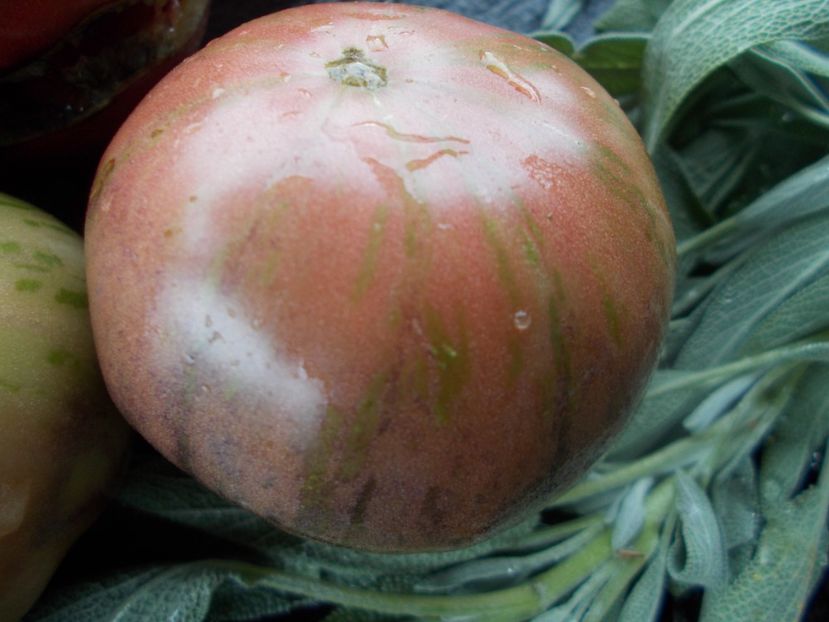  - SEMINTE ROSII - T 804 THE THONG