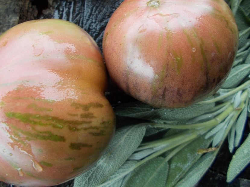  - SEMINTE ROSII - T 804 THE THONG