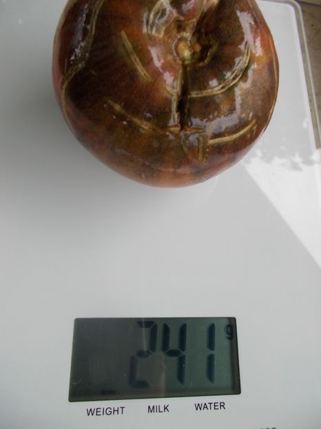  - SEMINTE ROSII - T 804 THE THONG