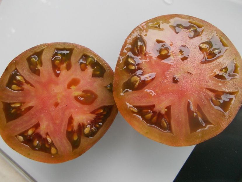  - SEMINTE ROSII - T 804 THE THONG