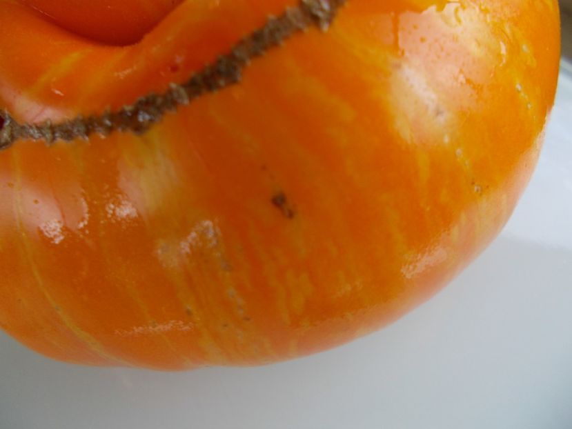  - SEMINTE ROSII - T 785 JANET S JACINTHE JEWEL