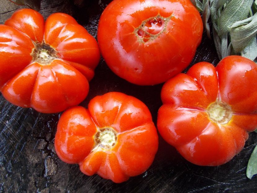  - SEMINTE ROSII - T 801 MARINDA