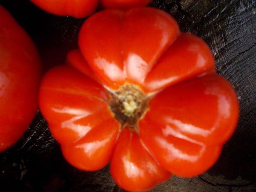  - SEMINTE ROSII - T 801 MARINDA