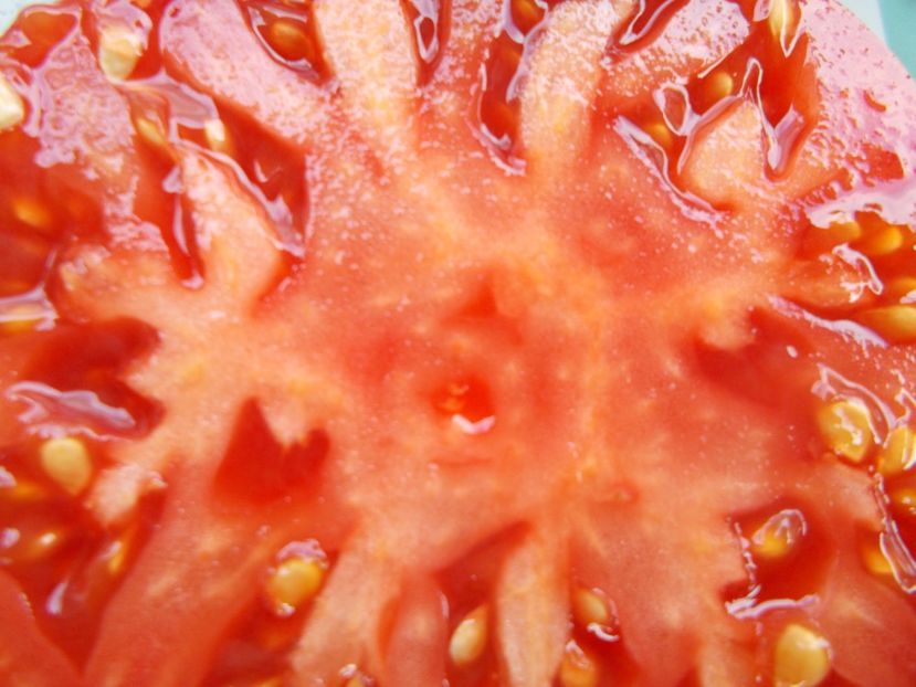  - SEMINTE ROSII - T 801 MARINDA