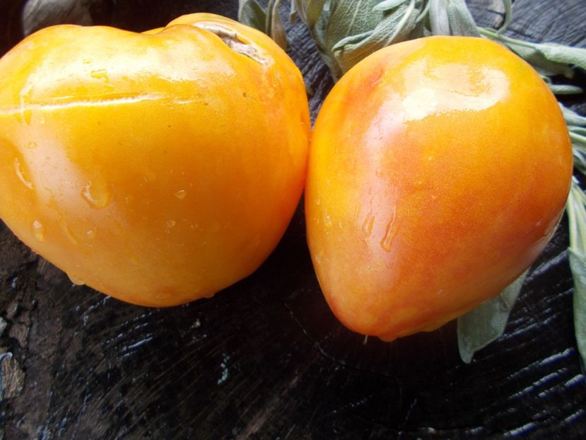  - SEMINTE ROSII - T 792 MIDNIGHT SUN - sezon scurt