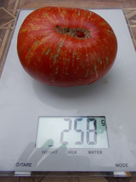  - SEMINTE ROSII - T 734 FEUERWERK