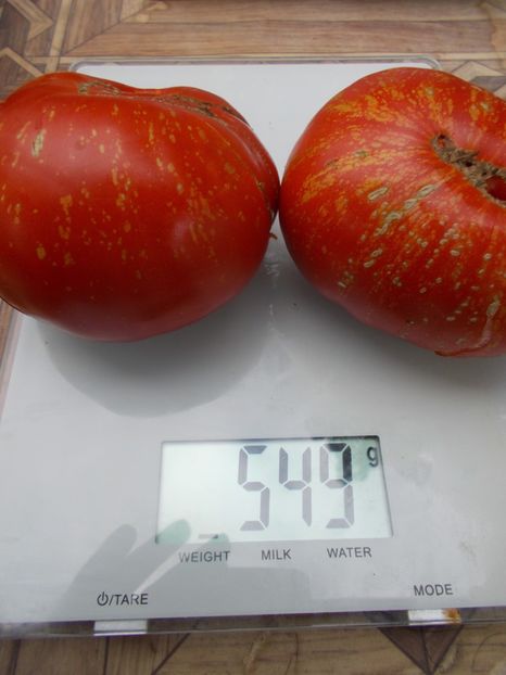  - SEMINTE ROSII - T 734 FEUERWERK