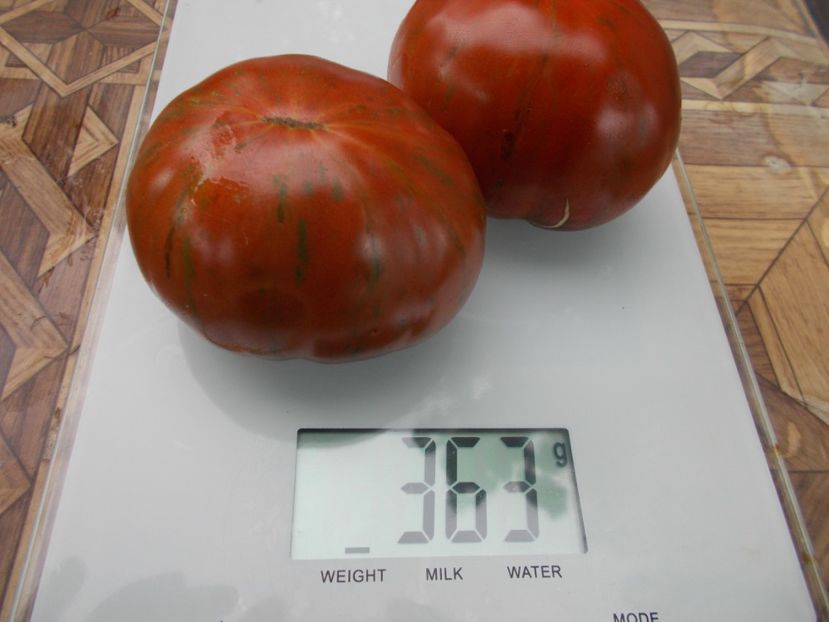  - SEMINTE ROSII - T 728 HERSEY BOAR