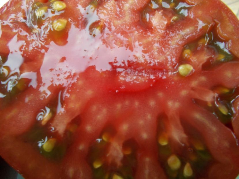  - SEMINTE ROSII - T 728 HERSEY BOAR