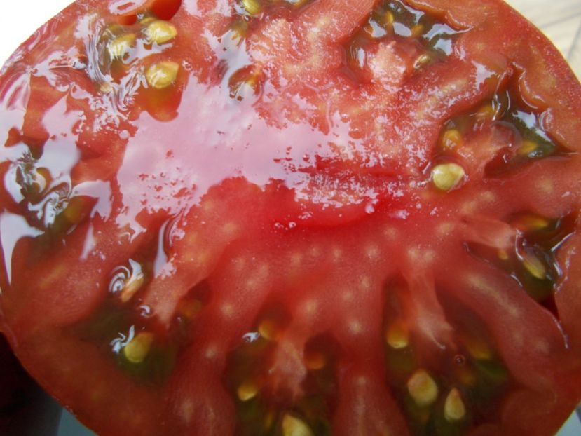  - SEMINTE ROSII - T 728 HERSEY BOAR