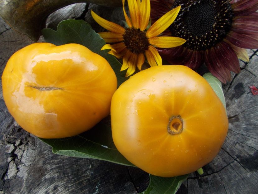  - SEMINTE ROSII - T 763 ULURU OCHRE