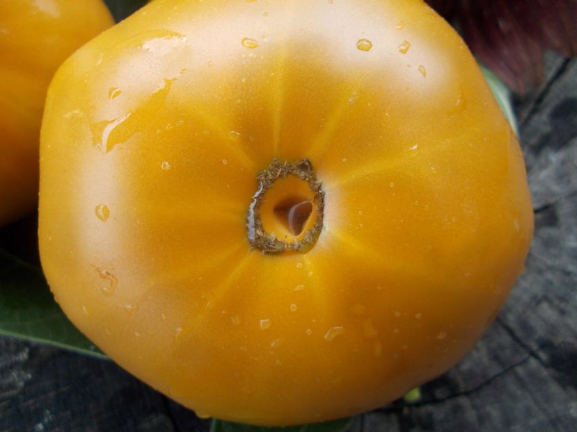  - SEMINTE ROSII - T 763 ULURU OCHRE