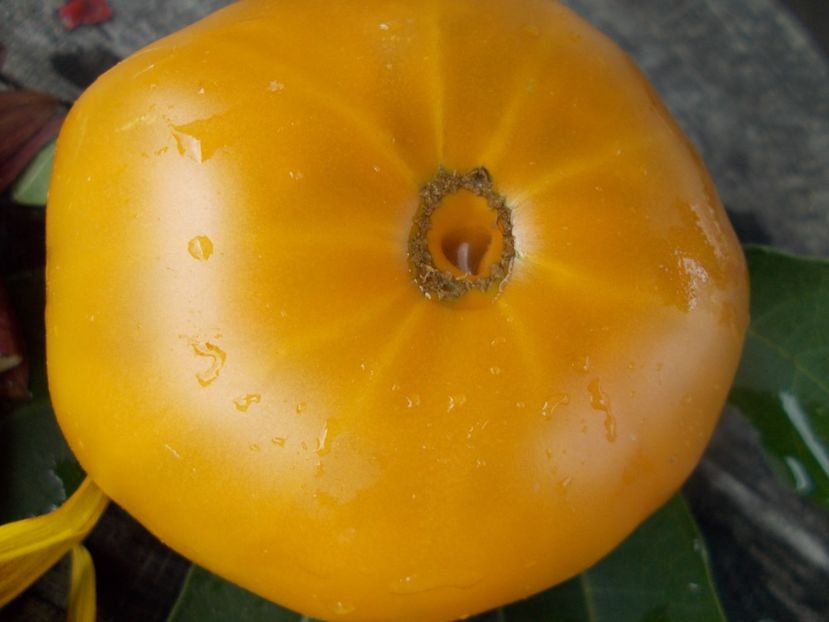  - SEMINTE ROSII - T 763 ULURU OCHRE