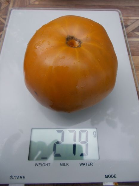  - SEMINTE ROSII - T 763 ULURU OCHRE