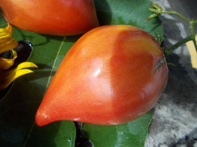  - SEMINTE ROSII - T 699 MAREK S POINTY HEART