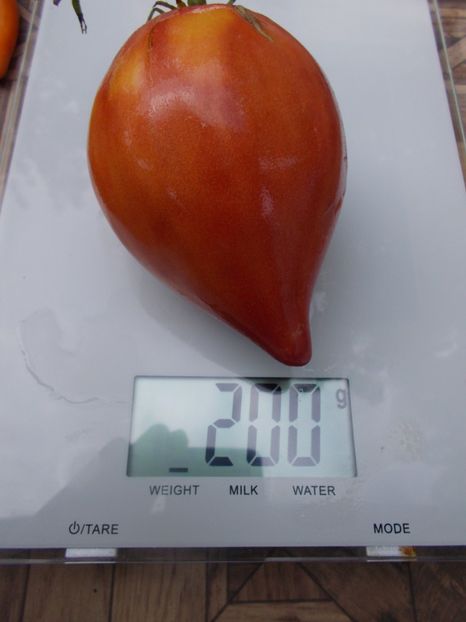  - SEMINTE ROSII - T 699 MAREK S POINTY HEART